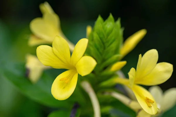 Macro Closeup Yellow Tropical Flowers — Stock Photo, Image