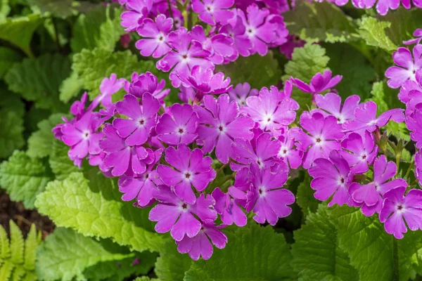 Фиолетовые Цветы Боярышника Шипов Цветущие Весной — стоковое фото
