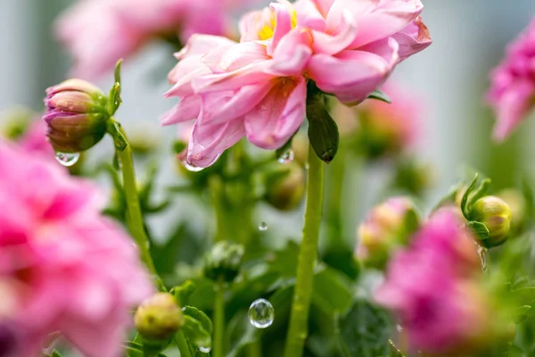 raindrops falling from pink dahlia flowers in garden - soft focus for effect
