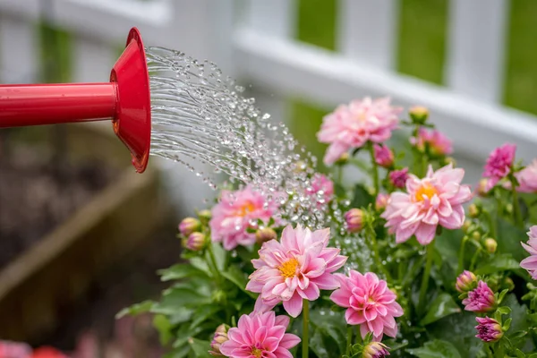 Gießkanne Duscht Rosa Dahlienblüten Bunten Frühlingsgarten — Stockfoto