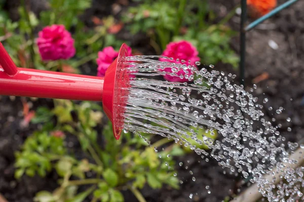 closeup of water pouring out of red watering can over spring flowers