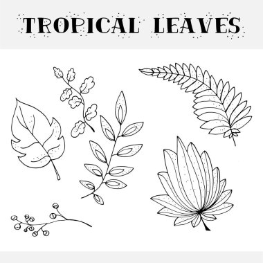 Tropikal doodle vektör illustratio yaprakları. 
