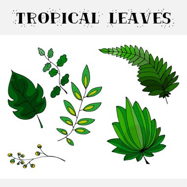 Tropikal doodle vektör illustratio yaprakları. 