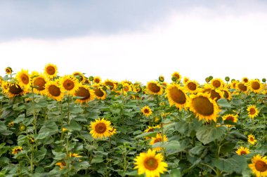 Ayçiçeği çok bulutlu mavi gökyüzü ile ayçiçeği alan.