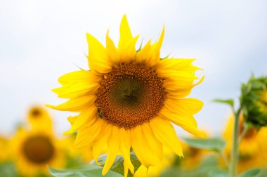 Ayçiçeği ayçiçeği sahada, yakın çekim.