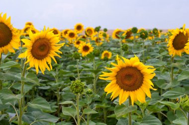 Ayçiçeği çok bulutlu mavi gökyüzü ile ayçiçeği alan.