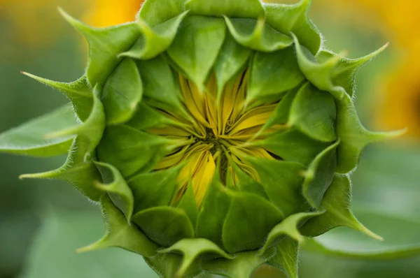 Nahaufnahme Von Sonnenblumen Auf Dem Sonnenblumenfeld — Stockfoto