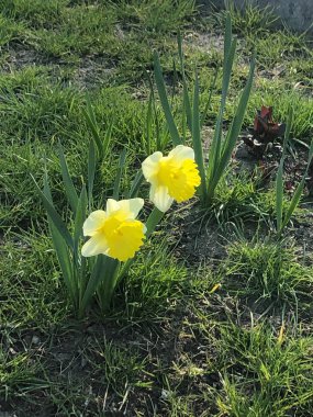 Narcissus çiçek fotoğrafçılığı. Bahçede büyüyen narsist.