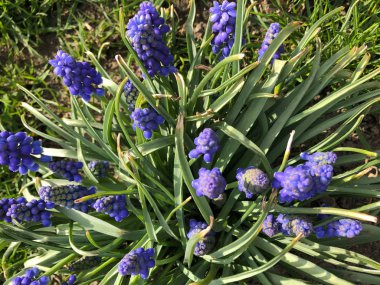Violets çiçek fotoğraf. Bahçede menekşe yetiştirmek.