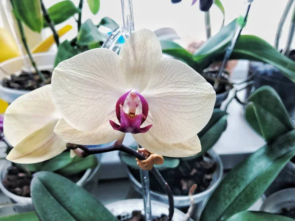 Cultivando Orquídeas Casa Fondo Hermoso Las Orquídeas —  Fotos de Stock