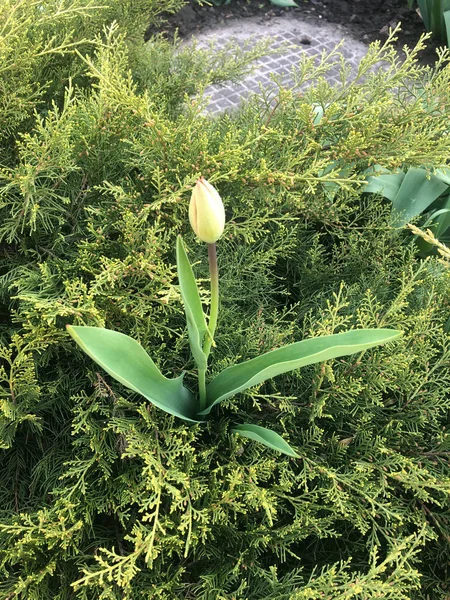 Tulipanes Fotografía Flores Cultivando Tulipanes Jardín — Foto de Stock