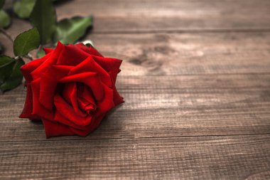 ahşap masa üstünde kırmızı gül