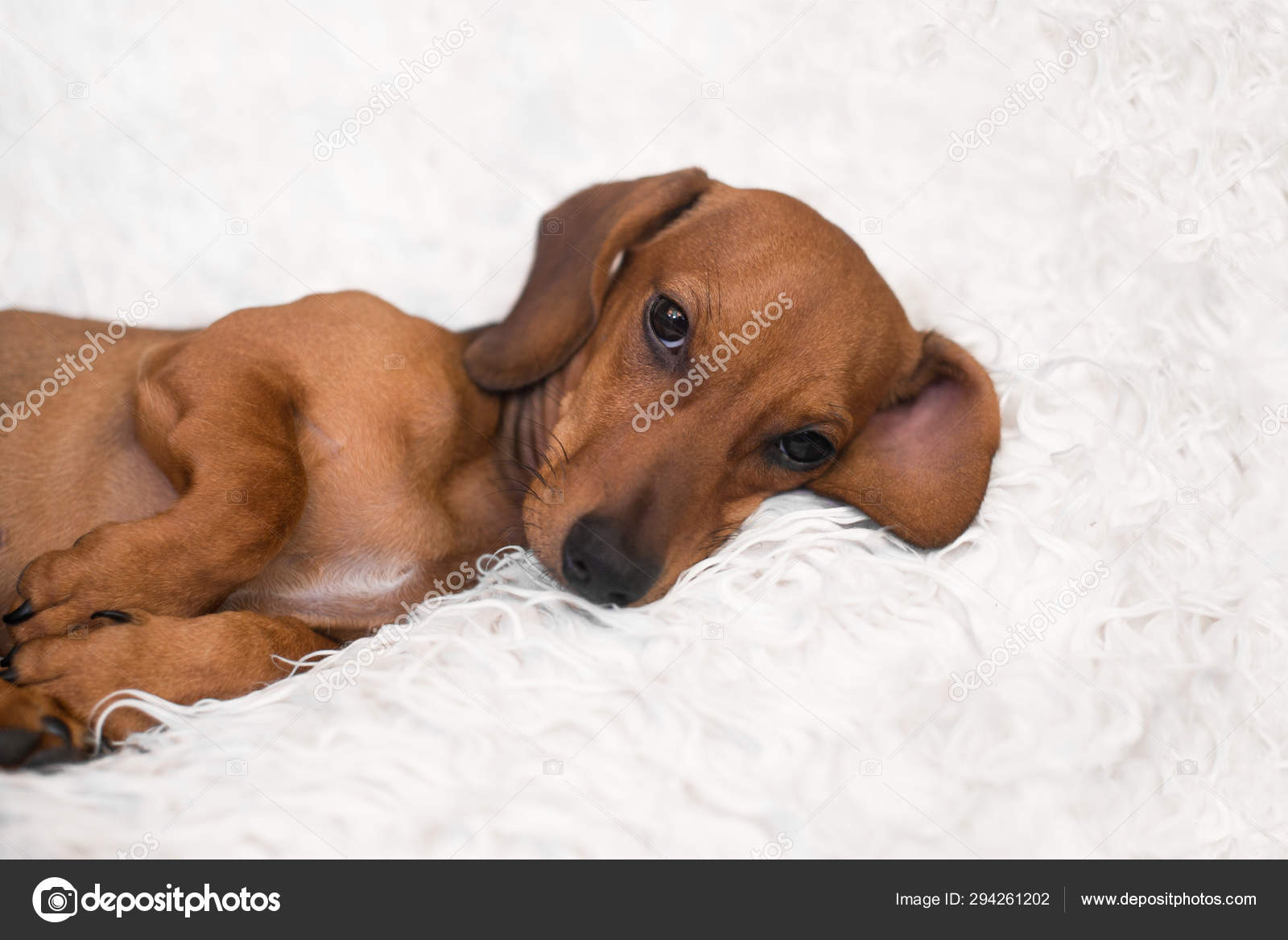 adorable dachshund puppies