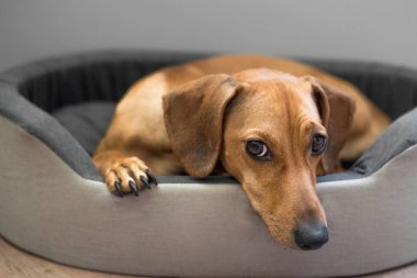 Yatakta sevimli dachshund