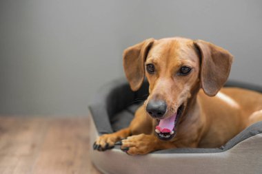 Köpek yatağında güzel dachshund esneme.