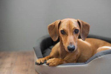 Yatakta sevimli dachshund