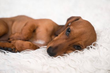 Köpek yatağında sevimli dachshund köpek yavrusu.