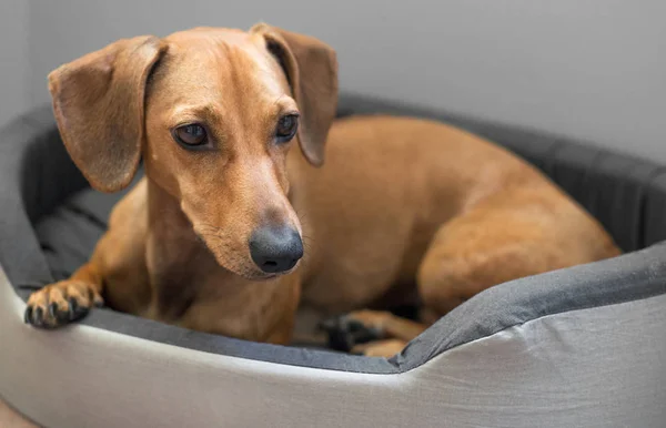 Cute Dachshund Bed — Stock Photo, Image