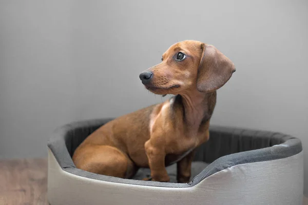 Schattig Teckel Het Bed — Stockfoto