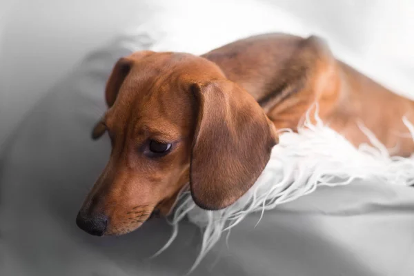 Dachshund Dog Portrait Cute Puppy — Stock Photo, Image