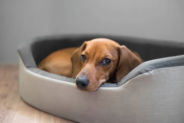 Yatakta sevimli dachshund