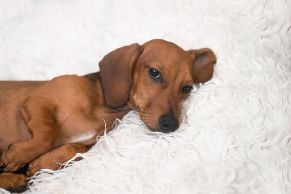 Adorable Cachorro Dachshund Cama Perros — Foto de Stock