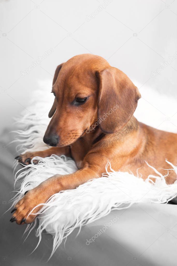 Dachshund dog portrait. Cute puppy