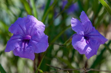 Alanya, Türkiye'de tropik çiçeklerin yakın çekim. 