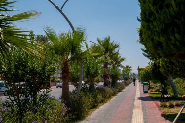 Palms, palmiye yaprakları, güneşli hava, dinlenme ve tatil kavramı, Türkiye'de yaz tatilleri. 
