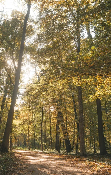 Hermoso Paisaje Parque Otoño Hojas Que Caen Color Amarillo — Foto de Stock