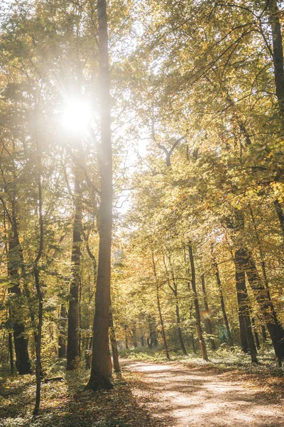 Bellissimo Paesaggio Parco Periodo Autunnale Foglie Cadenti Colore Giallo — Foto Stock