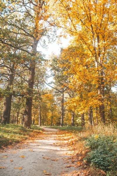 Ландшафт Парк Осеннее Время Опавшие Листья Желтый Цвет — стоковое фото