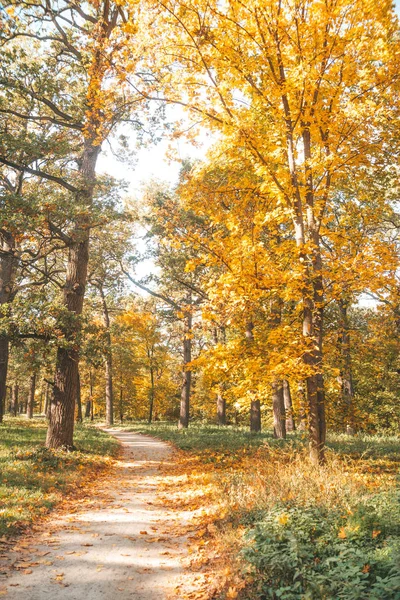 Ландшафт Парк Осеннее Время Опавшие Листья Желтый Цвет — стоковое фото