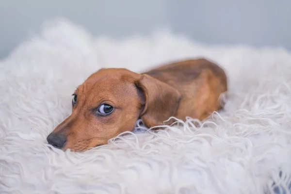 Cute Dachshund Bed Dachshund Puppy — Stock Photo, Image