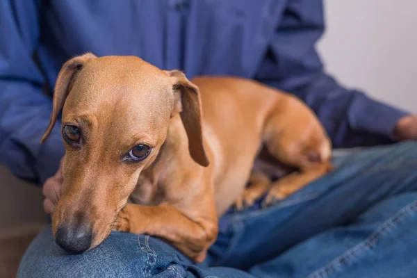 Dachshund Mans Legs Cute Beautiful Reddish Dog — Stock Photo, Image