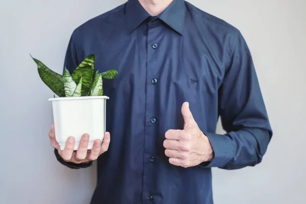 Office Worker Holding Green Plant Showing Thumb — Stock Photo, Image