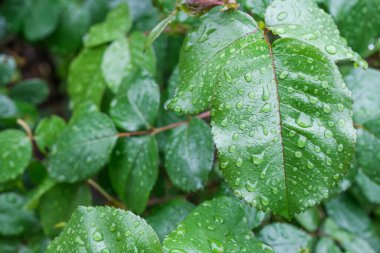 Islak yeşil yapraklar, yaprakların üzerine su damlaları, yağmurlu hava. 