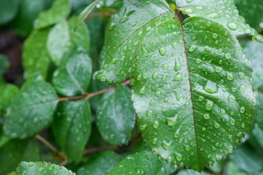 Islak yeşil yapraklar, yaprakların üzerine su damlaları, yağmurlu hava. 