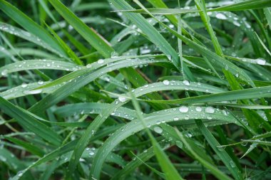 Yapraklarında su damlaları olan otlar, yağmurlu hava