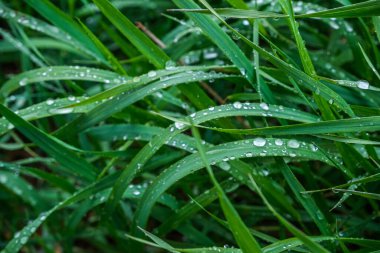 Yapraklarında su damlaları olan otlar, yağmurlu hava