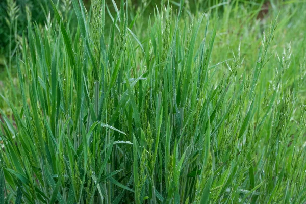 Grass Water Drops Leaves Rainy Weather — Stock Photo, Image