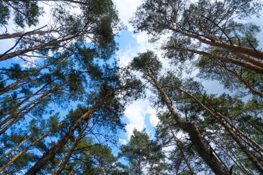Ağaçların tepesi mavi gökyüzü, güneşli hava, güzel manzara.