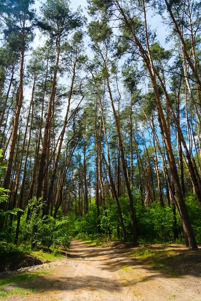 Сосновый Лес Красивый Зеленый Пейзаж — стоковое фото