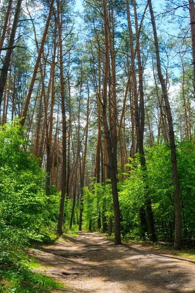 Madera Pino Tiempo Soleado Hermoso Paisaje — Foto de Stock