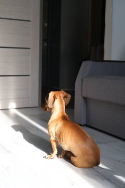 Dachshund odada yalnız, insanları bekliyor.