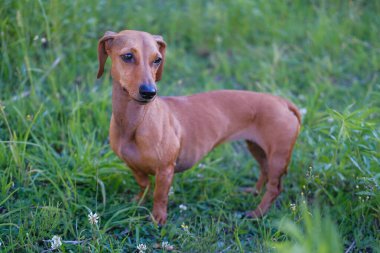 Dachshund köpek yavrusu parkta yürüyor, yaz günü, seçici odaklanma