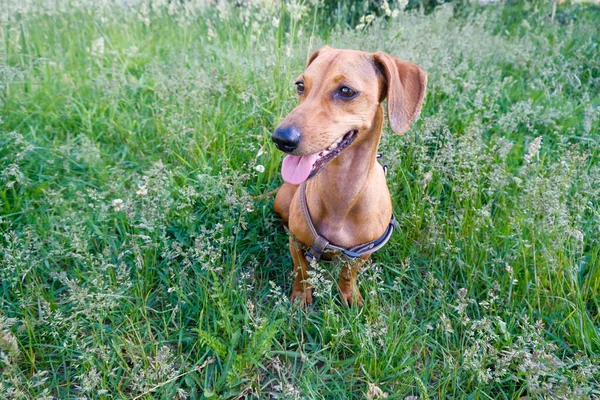 Dachshund Puppy Walking Park Summer Day Selective Focus — Stock Photo, Image