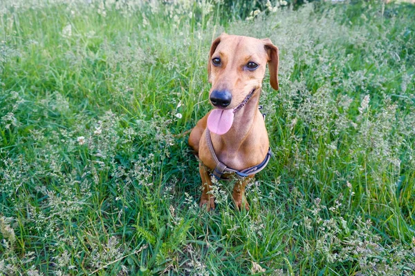 Anjing Dachshund Berjalan Taman Hari Musim Panas Fokus Selektif — Stok Foto