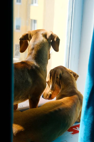 Dois Cães Dachshund Peitoril Janela Cães Bonitos Foco Seletivo — Fotografia de Stock