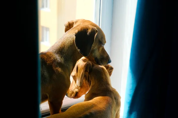 Two dachshund dogs on the window sill, cute dogs, selective focus